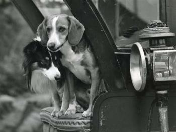 Twee honden op de zitting van een Landauer koets; Foto Foto