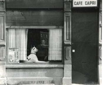 Hond op een vensterbank van een café; Foto Foto