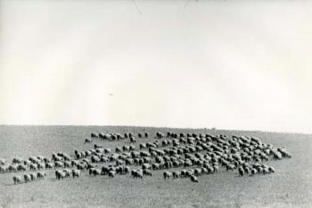 Portugal/Grazende schapen.; Foto Foto