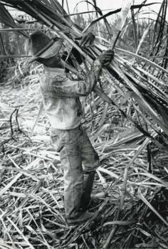 Brazilië/Suikerriet kappen in Mato Grosso.; Foto Foto